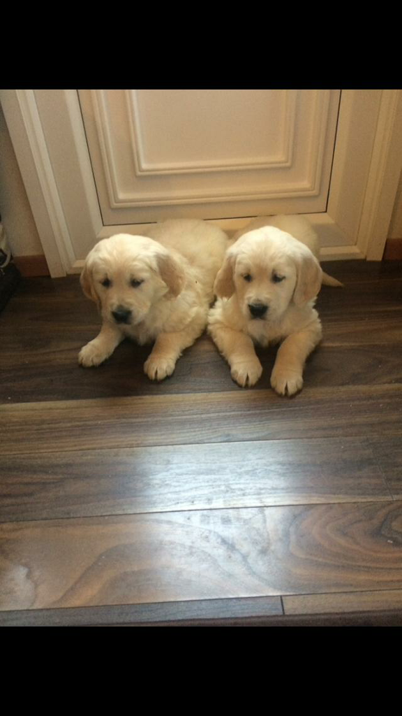 gumtree golden retriever for sale